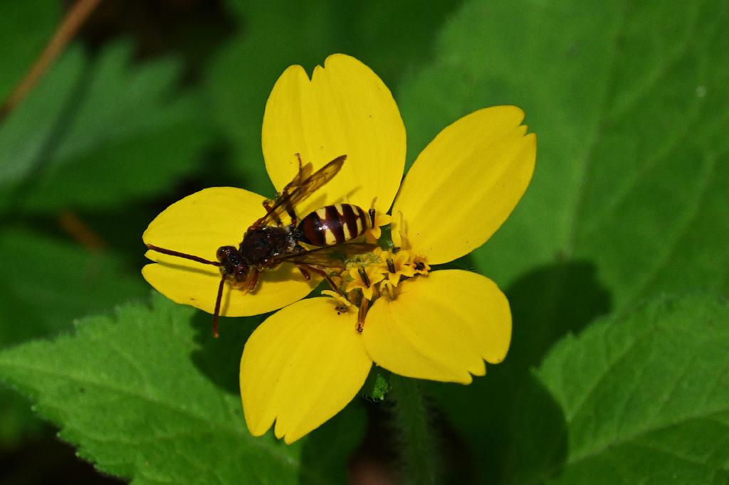 2025-06138955 Tower Hill Botanic Garden, MA.JPG - Green and Gold (Chrysogonum virginianum). New England Botanic Garden at Tower Hill, MA, 6-13-2025